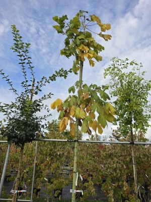 Afbeelding Chinese parasolboom - Firmiana simplex