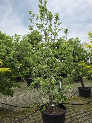 Afbeelding Libanese wilde appel - Malus Trilobata