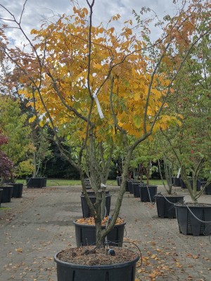 Afbeelding Valse Christusdoorn 'Rubylace' - Gleditsia triacanthos 'Rubylace'