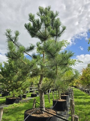 Afbeelding Oostenrijkse den - Pinus nigra 'Nigra'
