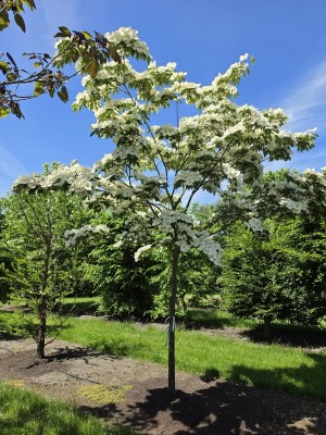 Afbeelding Japanse Grootbloemige Kornoelje - Cornus nuttallii (Venus)