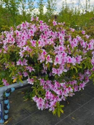 Afbeelding Rhododendron 'George Lindley Taber' - Rhododendron (AJ) George Lindley Taber'