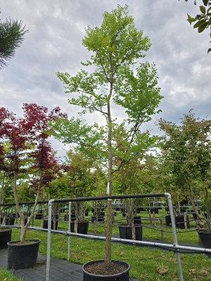 Afbeelding Doodsbeenderenboom - Gymnocladus dioica