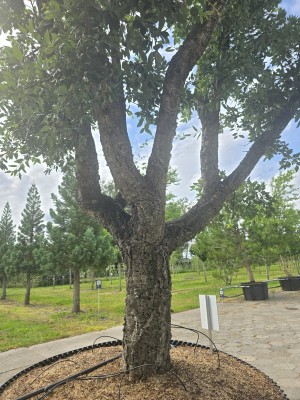 Afbeelding Mehrstämmige Korkeiche - Quercus Suber