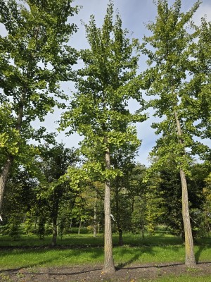 Afbeelding Tempelboom of Eendenpootboom - Ginkgo biloba