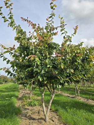 Afbeelding Persisches Eisenholz - Parrotia persica
