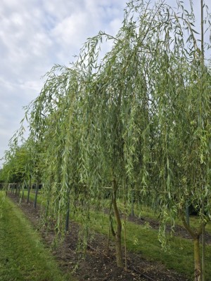 Afbeelding Treurwilg - Salix x sepulcralis 'Chrysocoma'