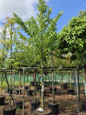 Afbeelding Mongoolse Lindeboom - Tilia mongolica 'Buda'