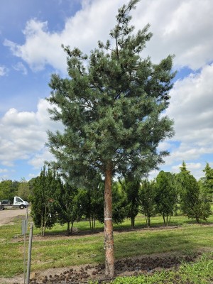 Afbeelding Grove Den, Vliegden - pinus sylvestris 'Glauca'