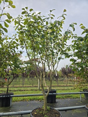 Afbeelding Toverhazelaar met geur en kleur - Hamamelis mollis 'Westerstede'