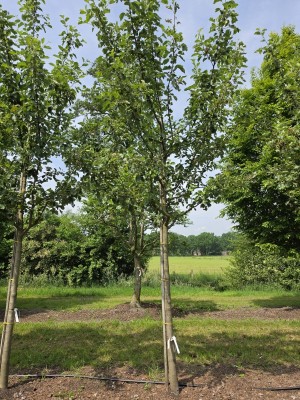Afbeelding Goudreinet - Malus domestica 'Rode Boskoop'