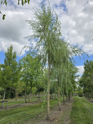 Afbeelding Trauerweide - Salix sepulcralis 'Chrysocoma'