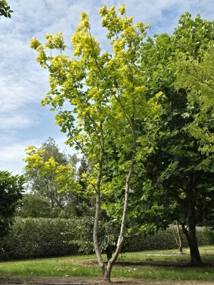 Afbeelding Geelbladige Noorse esdoorn - Acer platanoides 'Princeton Gold'