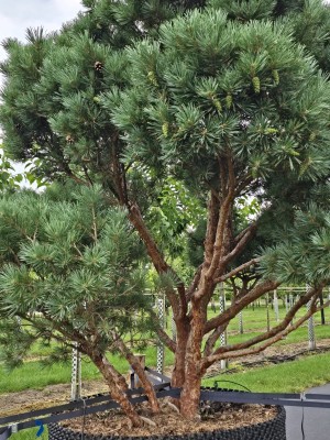 Afbeelding Dwerg Den - Pinus sylvestris 'Watereri'