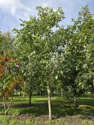 Afbeelding Veredelte Walnuss Coenen - Juglans regia 'Coenen''