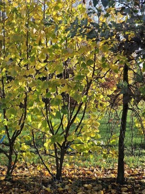 Afbeelding Grootbladige hazelaar - Corylus Avellana 'Aurea'