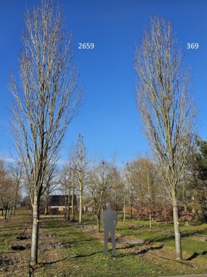 Afbeelding Rode Esdoorn - Acer rubrum 'Scanlon'