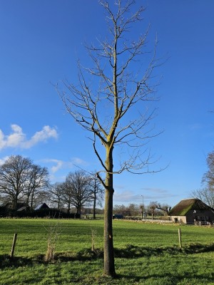 Afbeelding Tulpenboom - Liriodendron tulipifera