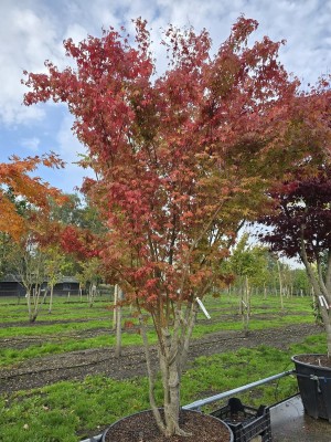 Afbeelding Japanse Esdoorn - Acer palmatum