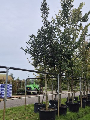 Afbeelding Amerikanische Stechpalme - Ilex 'Nellie R. Stevens'