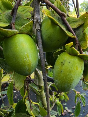 Afbeelding Treurvorm van de kaki boom - Diospyros kaki 'Pendula'