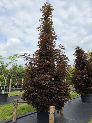 Afbeelding Roodbladige Noorse Esdoorn - Acer plat. 'Crimson King'