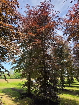 Afbeelding Rode beuk als solitair - Fagus sylvatica 'Atropunicea'