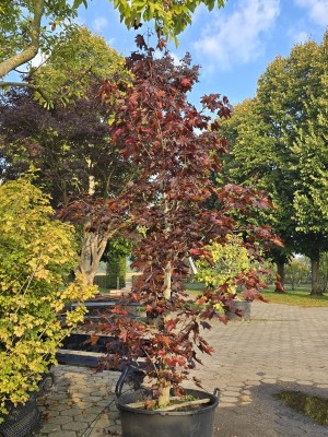 Afbeelding Roodbladige Noorse Esdoorn - Acer platanoides 'Royal Red'
