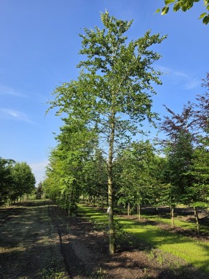 Afbeelding Groene Beuk - Fagus sylvatica