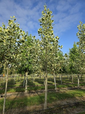 Afbeelding Tulpenbaum 'Snowbird' - Liriodendron tulipifera 'Snowbird'