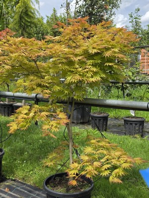 Afbeelding Japanse Goud Esdoorn - Acer shirasawanum 'Autumn Moon'