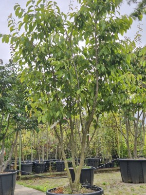 Afbeelding Haagbeukbladige esdoorn - Acer carpinifolum