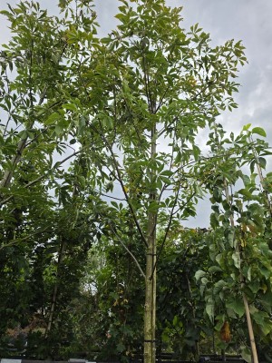 Afbeelding kastanjeboom met rode herfstkleur - Aesculus x Arnoldiana 'Autumn Splendor'