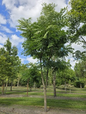 Afbeelding Geweihbaum - Gymnocladus dioica