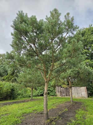 Afbeelding Grove den - Pinus sylvestris