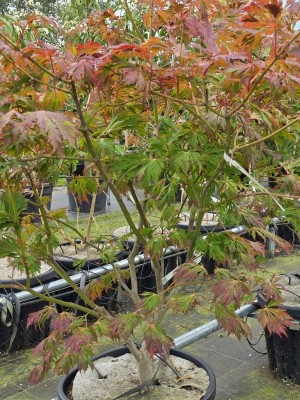 Afbeelding Japanischer Ahorn ‚Tanzender Pfau‘ - Acer palmatum 'Aconitifolium'