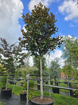 Afbeelding Magnolia grandiflora 'Galissonnière' - Magnolia grandiflora 'Galissonnière'