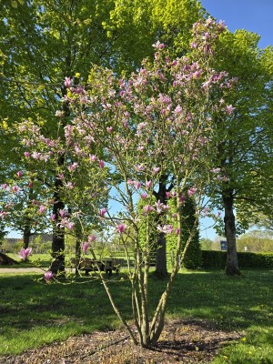 Afbeelding Magnolia Betty - Magnolia 'Betty'