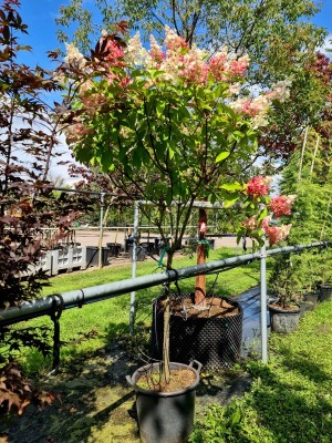 Afbeelding Pluimhortensia 'Pinky Winky' - Hydrangea paniculata 'Pinky Winky'