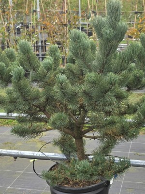 Afbeelding Eigenwillige Zwergform der Schwarzkiefer - Pinus nigra Oregon Green