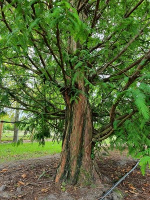 Afbeelding Chinese Moerascipres - Metasequoia glyptostroboides