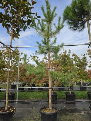 Afbeelding grove den - Pinus sylvestris