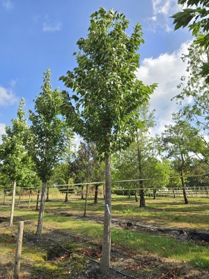 Afbeelding Japanse sierkers - Prunus 'Sunset Boulevard'
