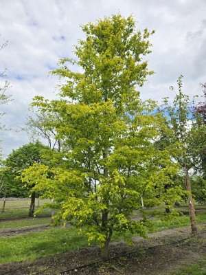 Afbeelding Zuilbeuk - Fagus sylvatica 'Rohan Gold'