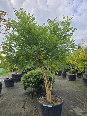 Afbeelding Japanischer Schnurbaum - Sophora japonica