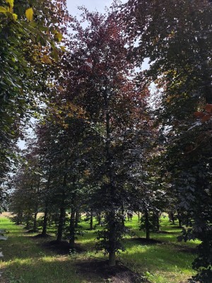 Afbeelding Rode beuk - Fagus sylvatica 'Atropunicea'