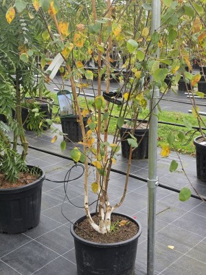 Afbeelding Himalayaberk - Betula utilis 'Doorenbos'