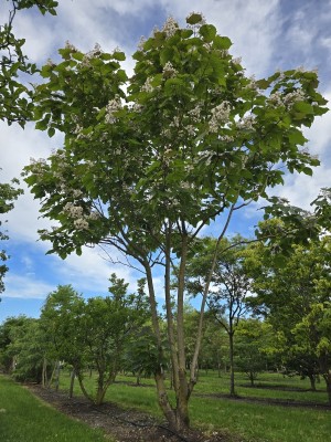 Afbeelding Purperkleurige trompetboom - Catalpa erubescens 'Purpurea'