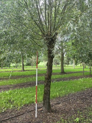 Afbeelding Holländische Kopfweide - Salix Alba
