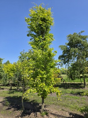 Afbeelding Goudbladige zuilbeuk - Fagus sylvatica 'Dawyck Gold'